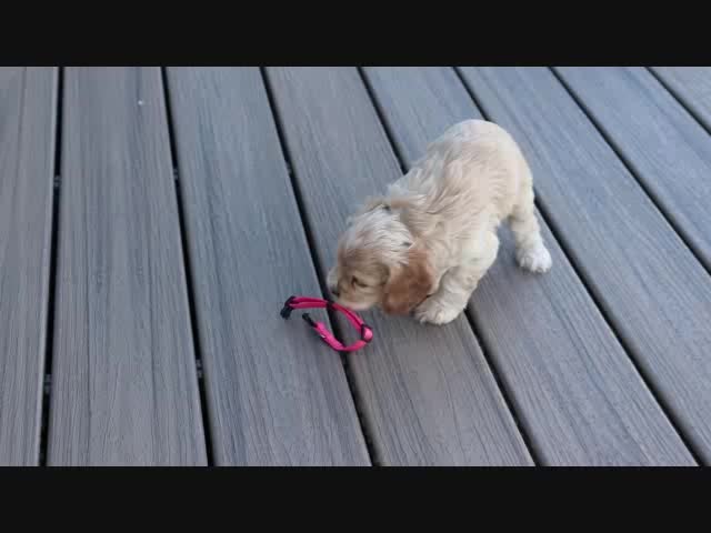 Cocker Spaniel dogs for sale: Ferris - Video 1