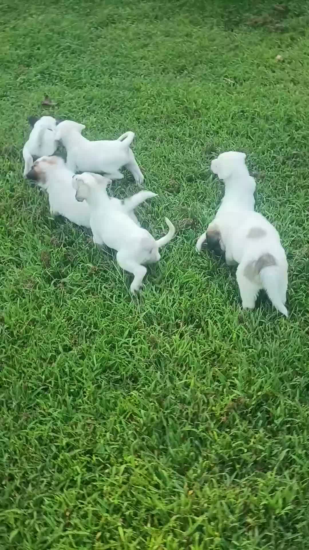Mixed Breed dogs for sale: Zevlor - Video 2