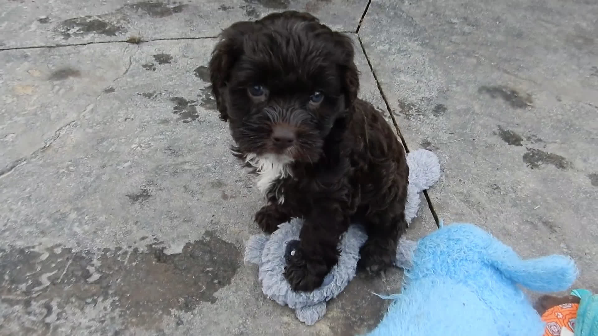 Cockapoo dogs for sale: Addie - Video 1