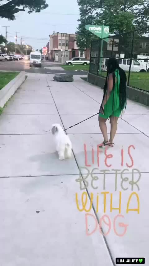 Eskipoo dogs for sale: Lola C, Wheelings - Video 1
