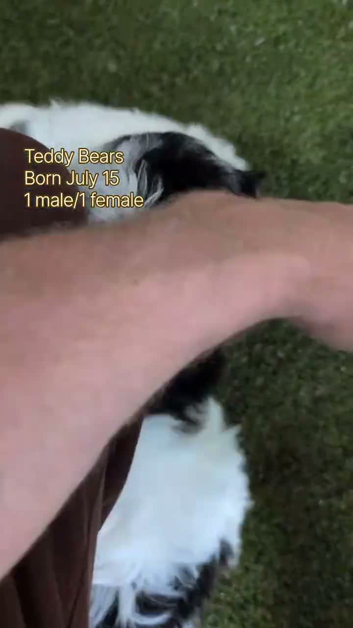 Teddy Bear dogs for sale: Gemma - Video 2