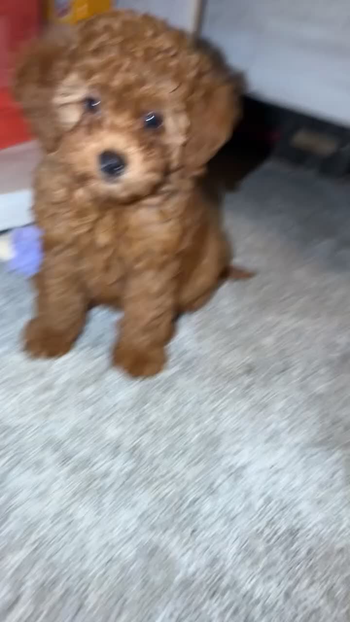 Irish Doodle dogs for sale: Irish Doodle Puppy 2 - Video 3