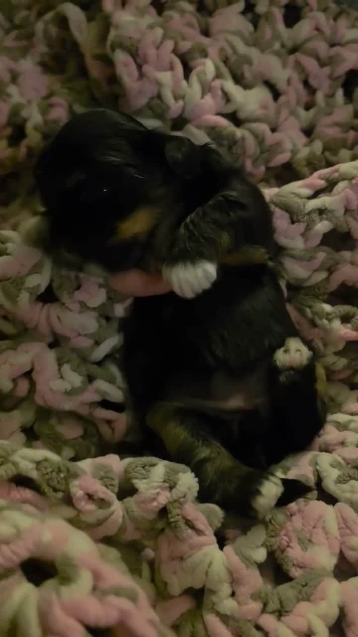 Shih Tzu dogs for sale: Diva - Video 2
