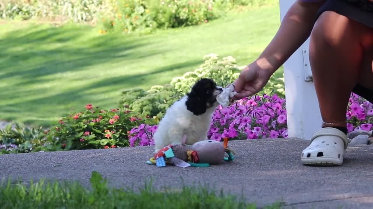 Cavapoo dogs for sale: Rubble - Video 1