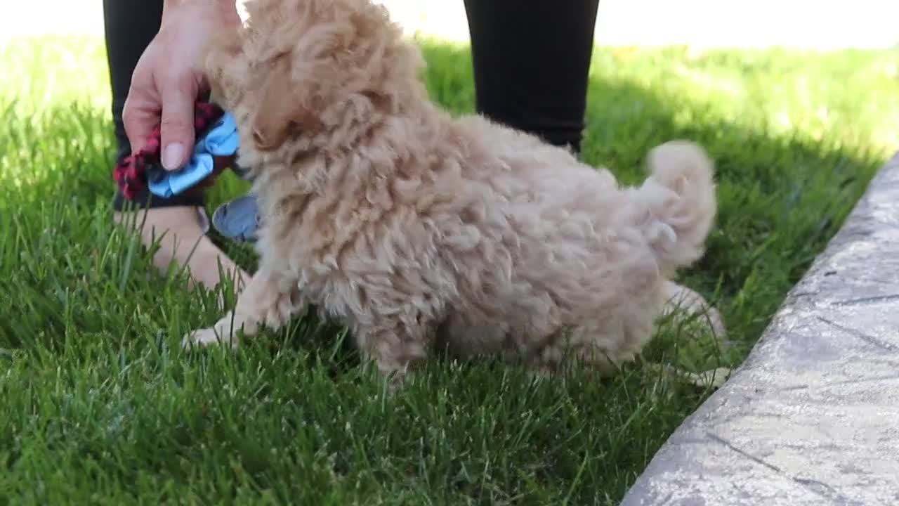 Maltipoo dogs for sale: Honey - Video 1