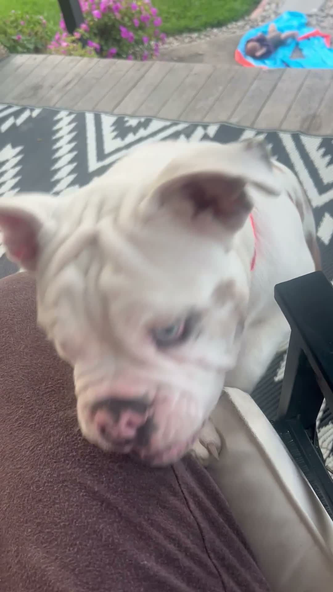 English Bulldog dogs for sale: English Bulldog 1 - Video 1