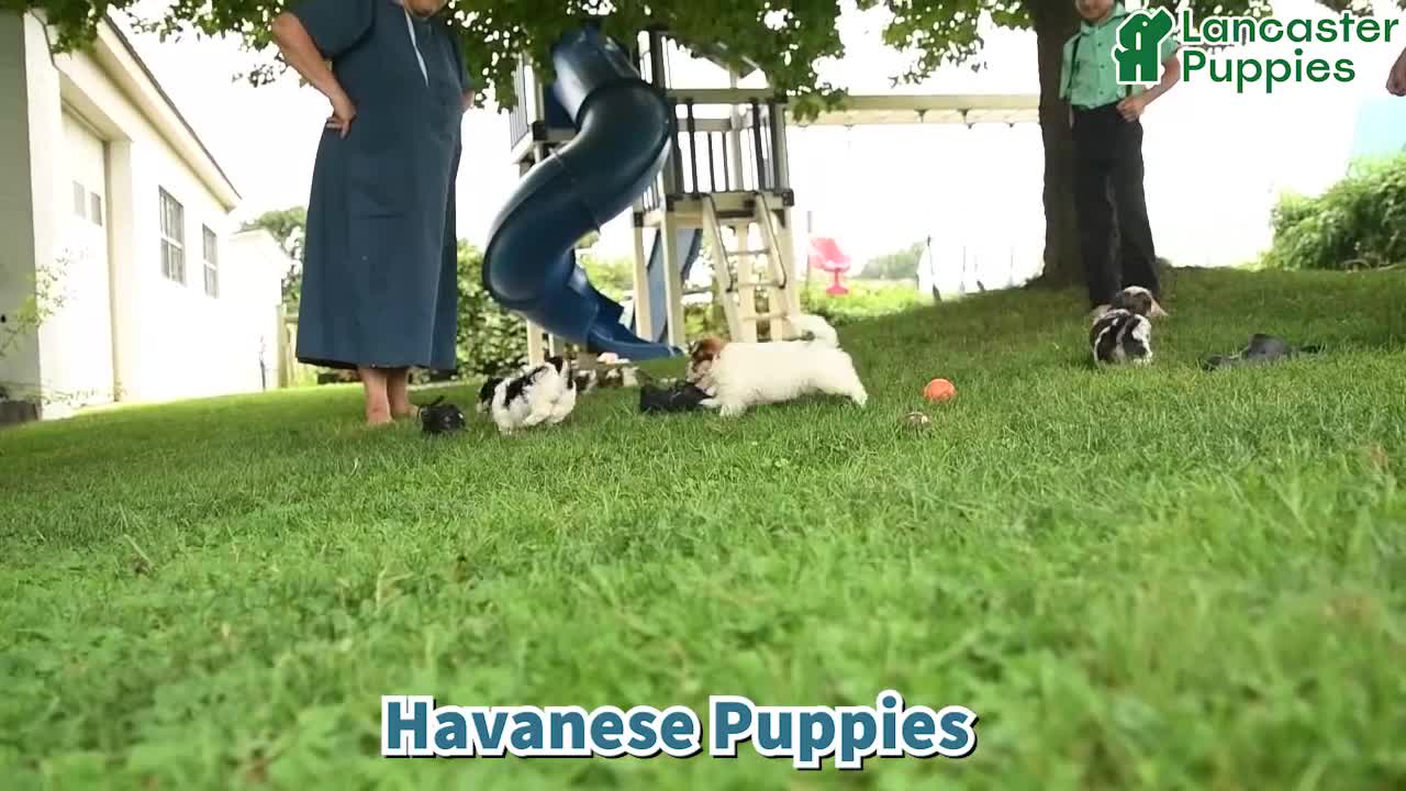 Havanese dogs for sale: Biscuit - Video 1