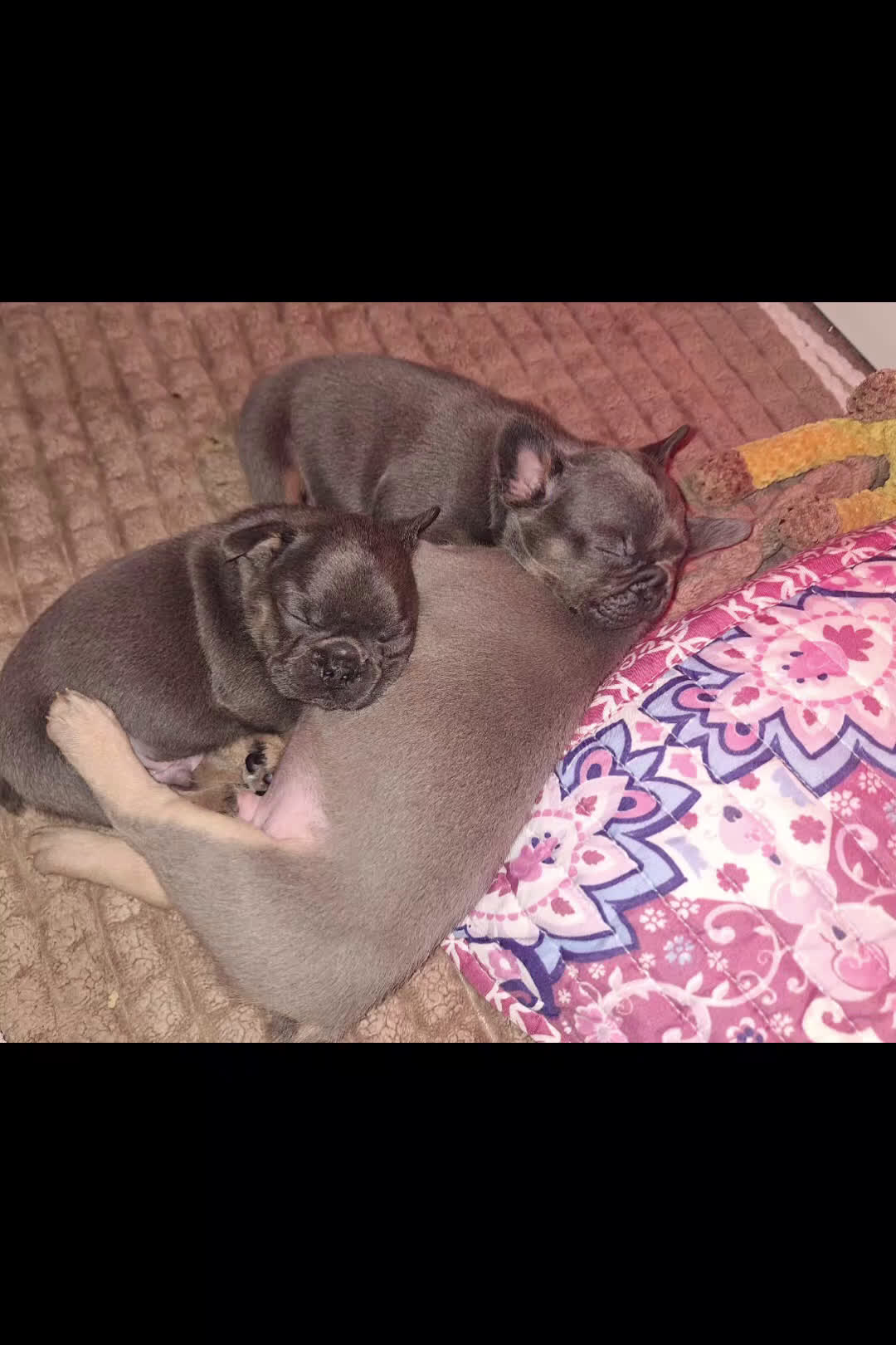 French Bulldog dogs for sale: French Bulldog Puppy 1 - Video 1