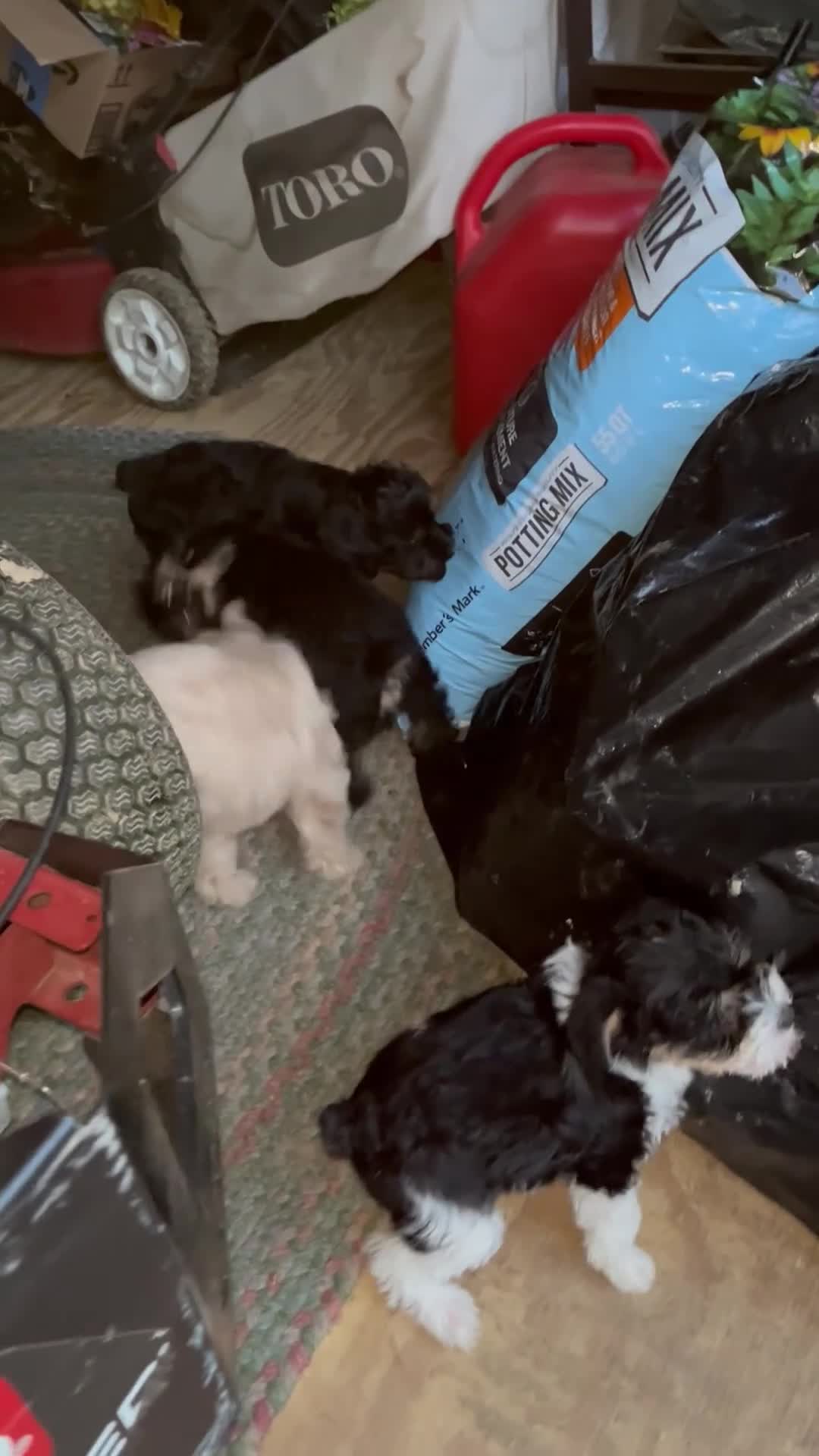 Miniature Schnauzer dogs for sale: Lexi - Video 2