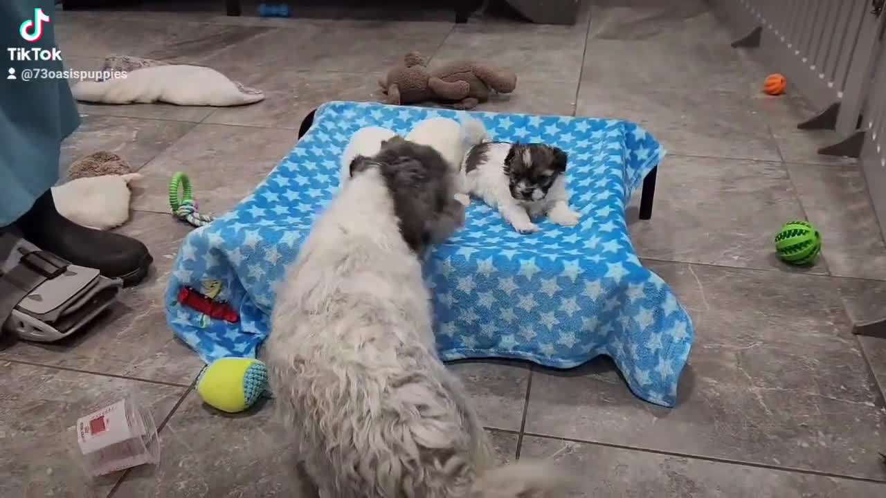 Havanese dogs for sale: VANCE - Video 5