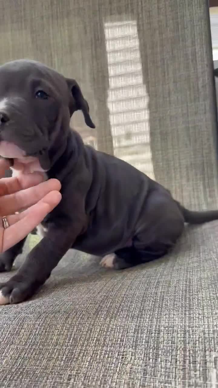American Bully dogs for sale: Onyx - Video 1