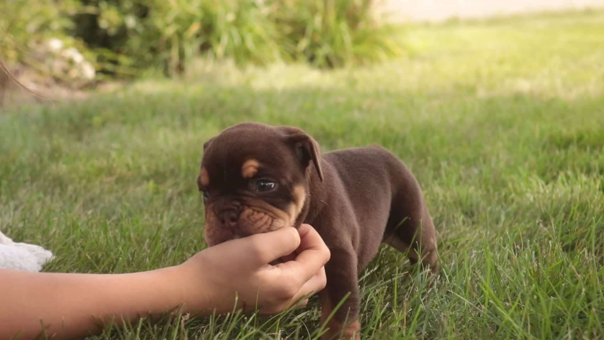 English Bulldog dogs for sale: Savannah English Bulldog  - Video 2