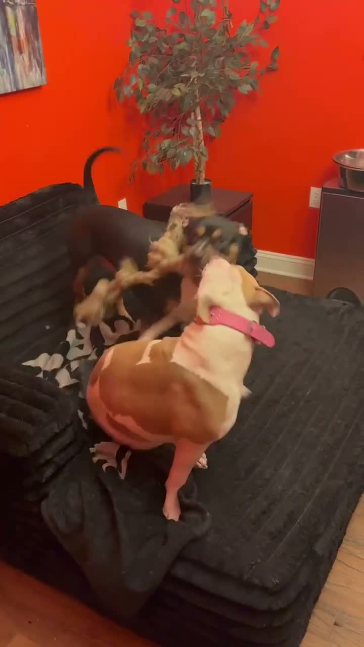 Mixed Breed dogs for sale: Mixed Breed 3 - Video 2