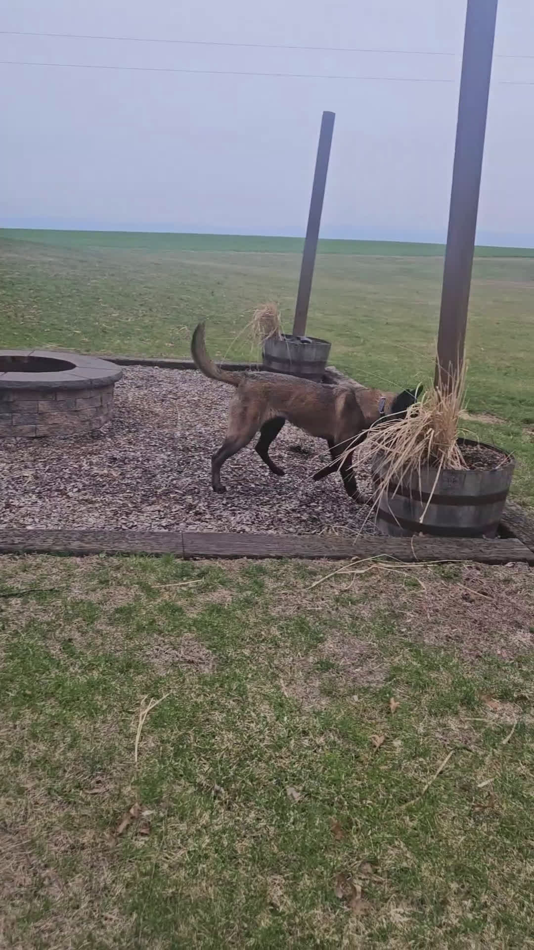 Belgian Malinois dogs for sale: Piper  - Video 1