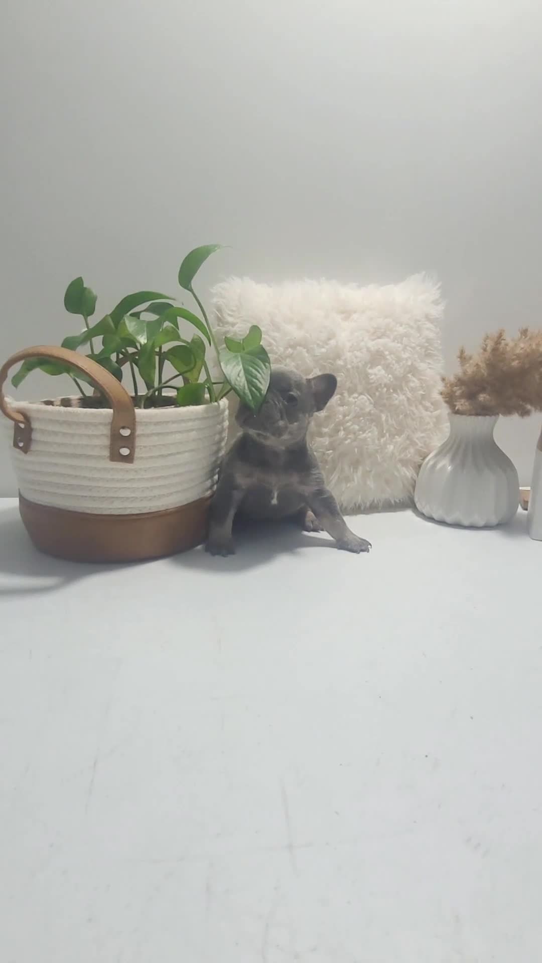 French Bulldog dogs for sale: French Bulldog Puppy 3 - Video 1