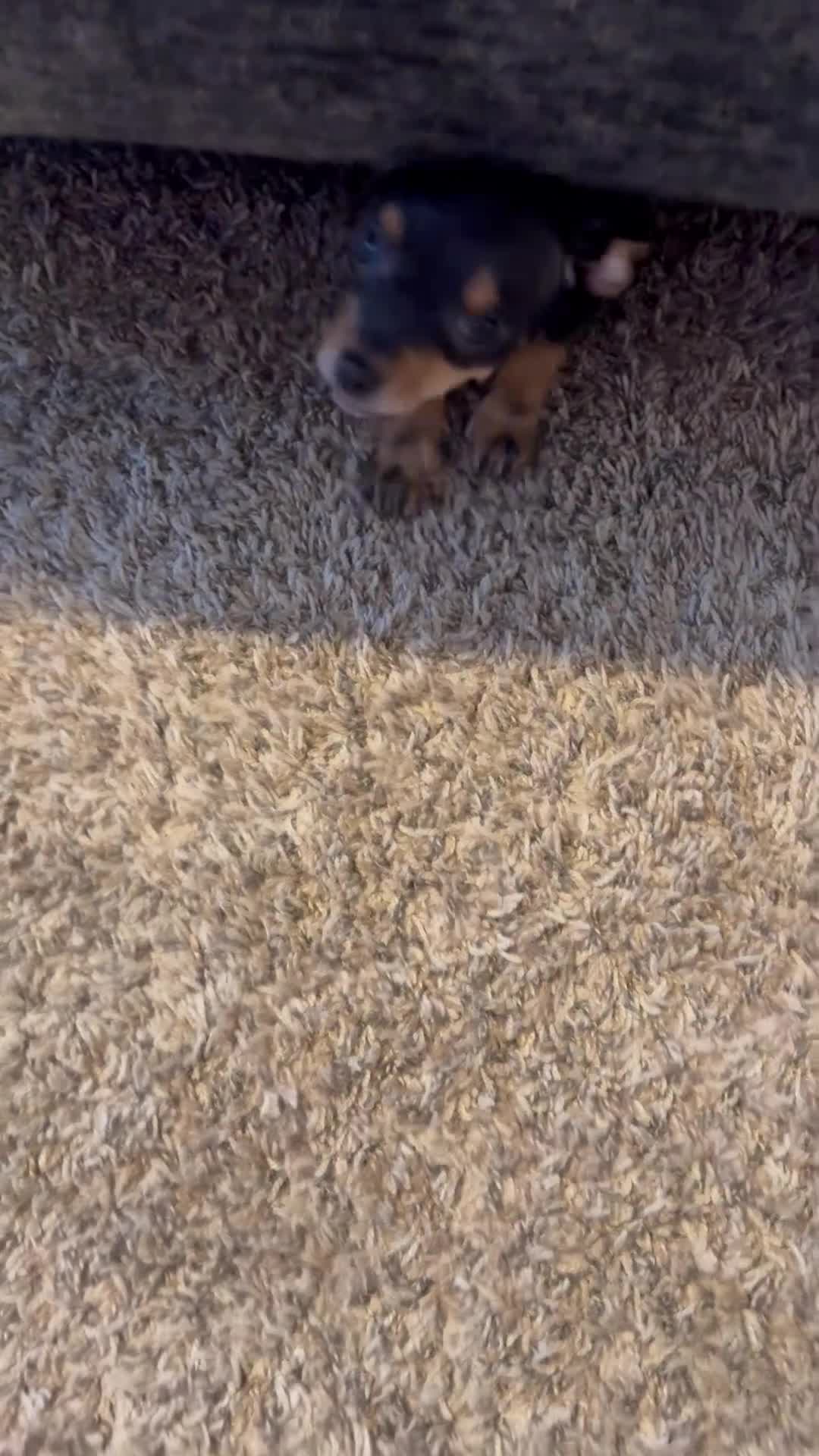 Chihuahua dogs for sale: Chihuahua Puppy 1 - Video 2