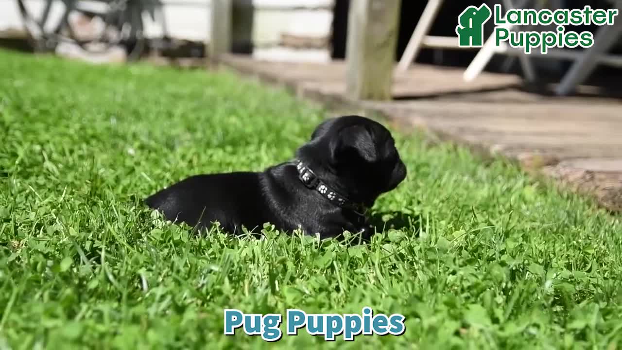 Pug dogs for sale: Wilmer - Video 1
