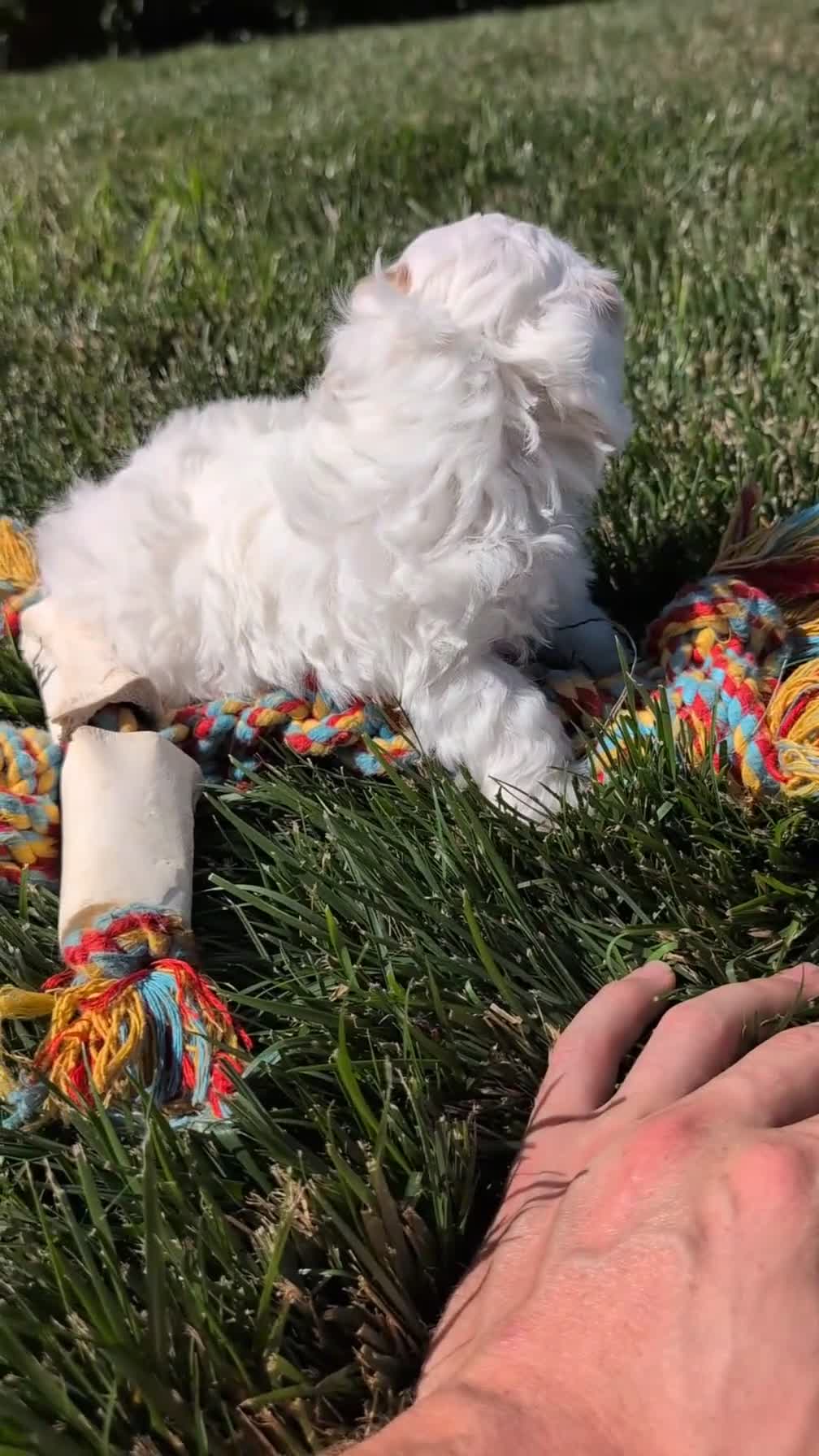 Cockapoo dogs for sale: Logan - Video 1