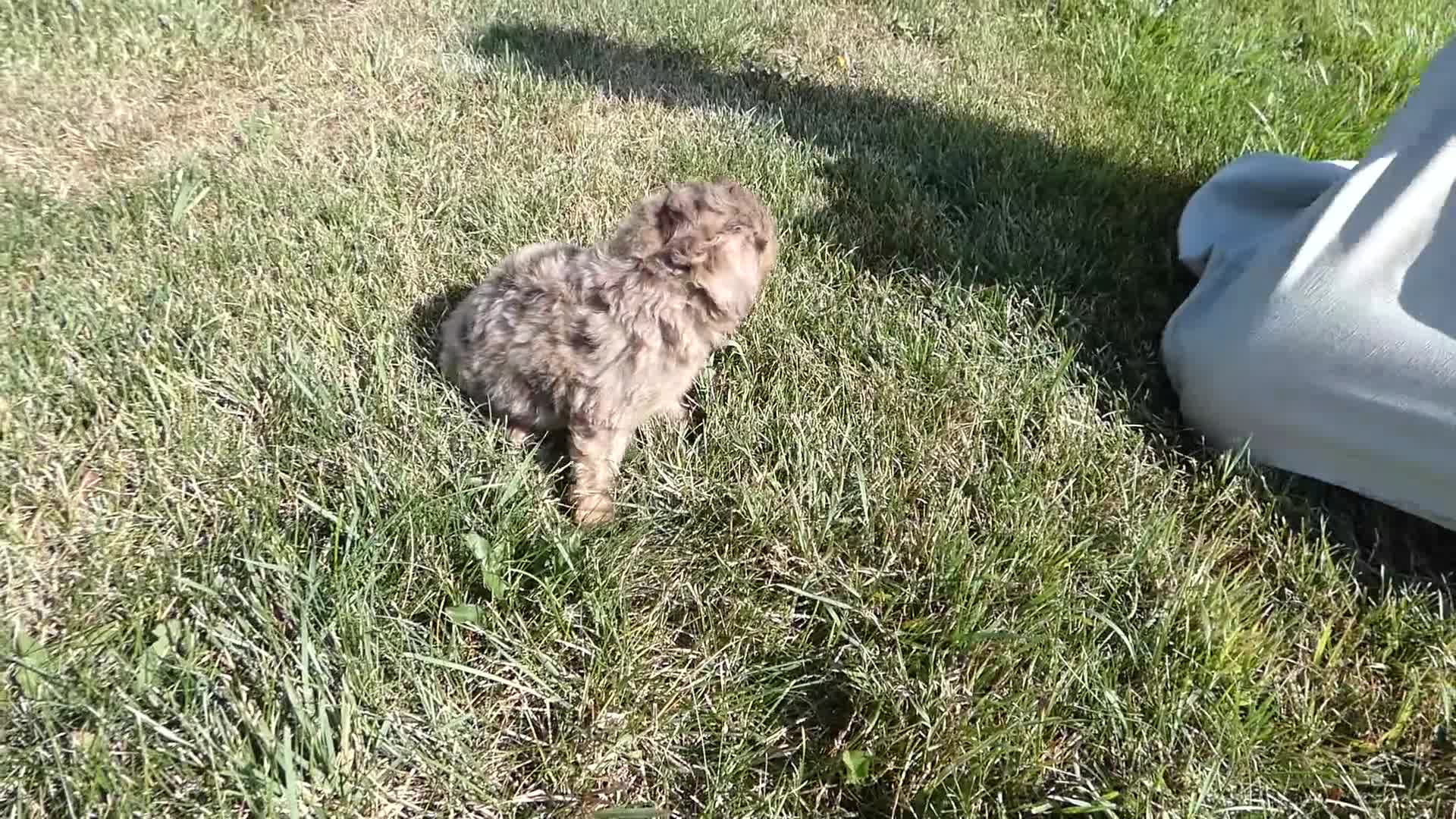 Toy Poodle dogs for sale: Toy Poodle 1 Expresso - Video 1