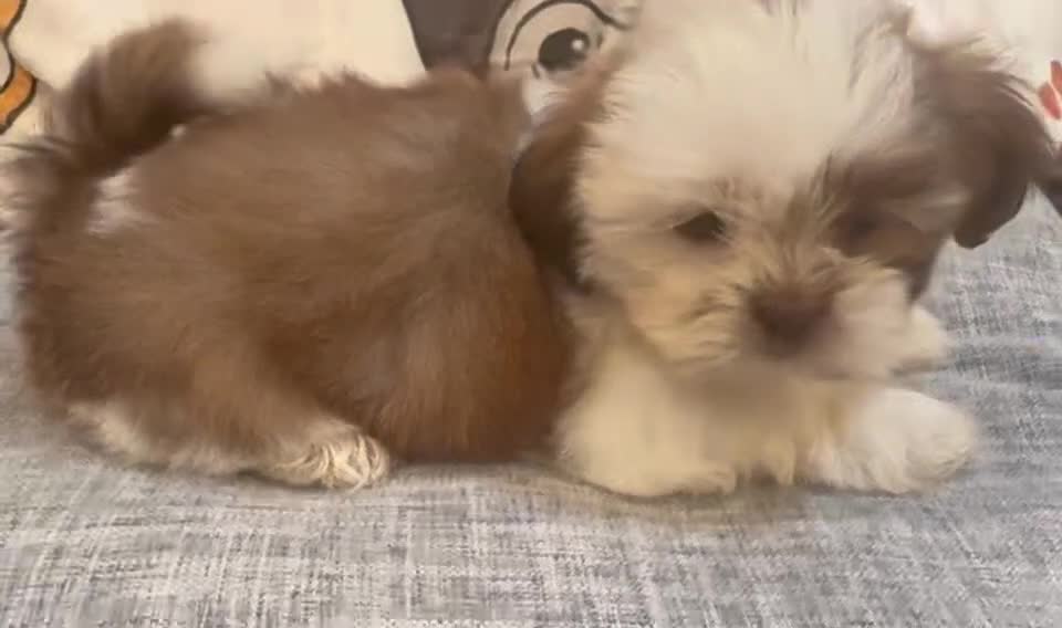 Shih Tzu dogs for sale: Zap - Video 1