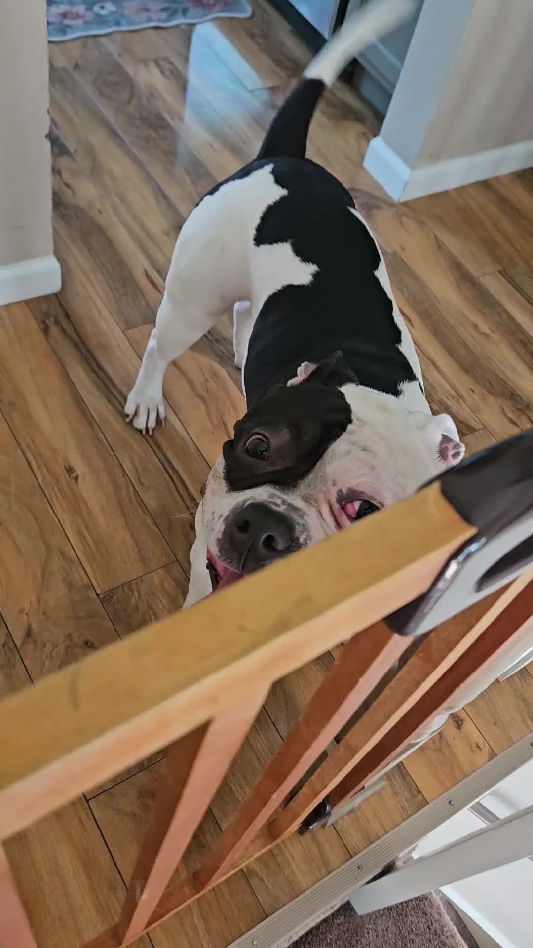 Mixed Breed dogs for sale: Patches - Video 2