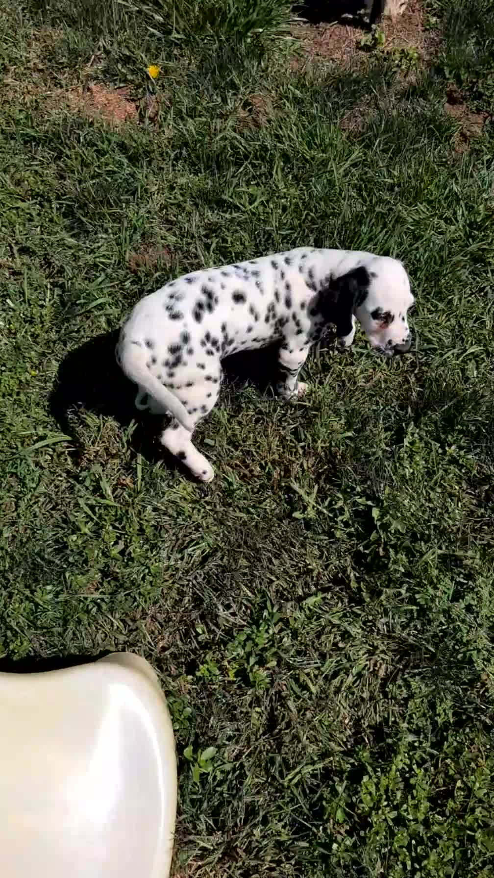 Dalmatian dogs for sale: Callie - Video 1