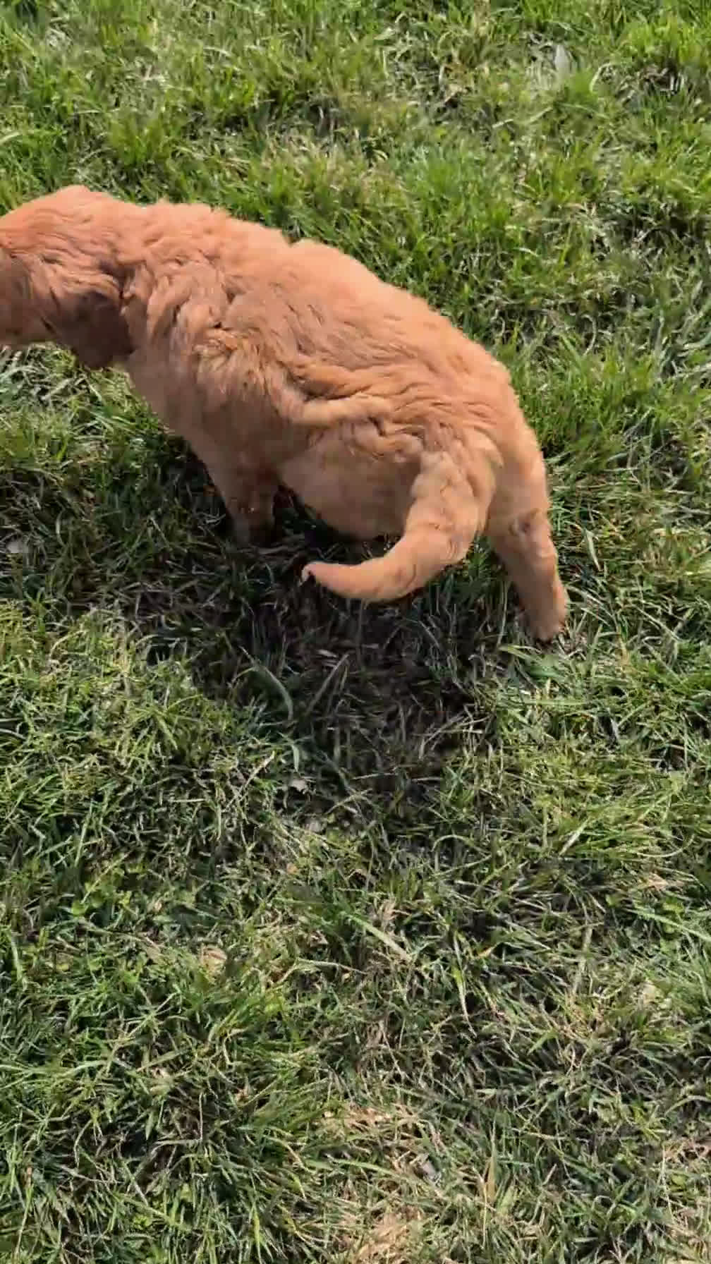 Golden Retriever dogs for sale: Dolly - Video 1