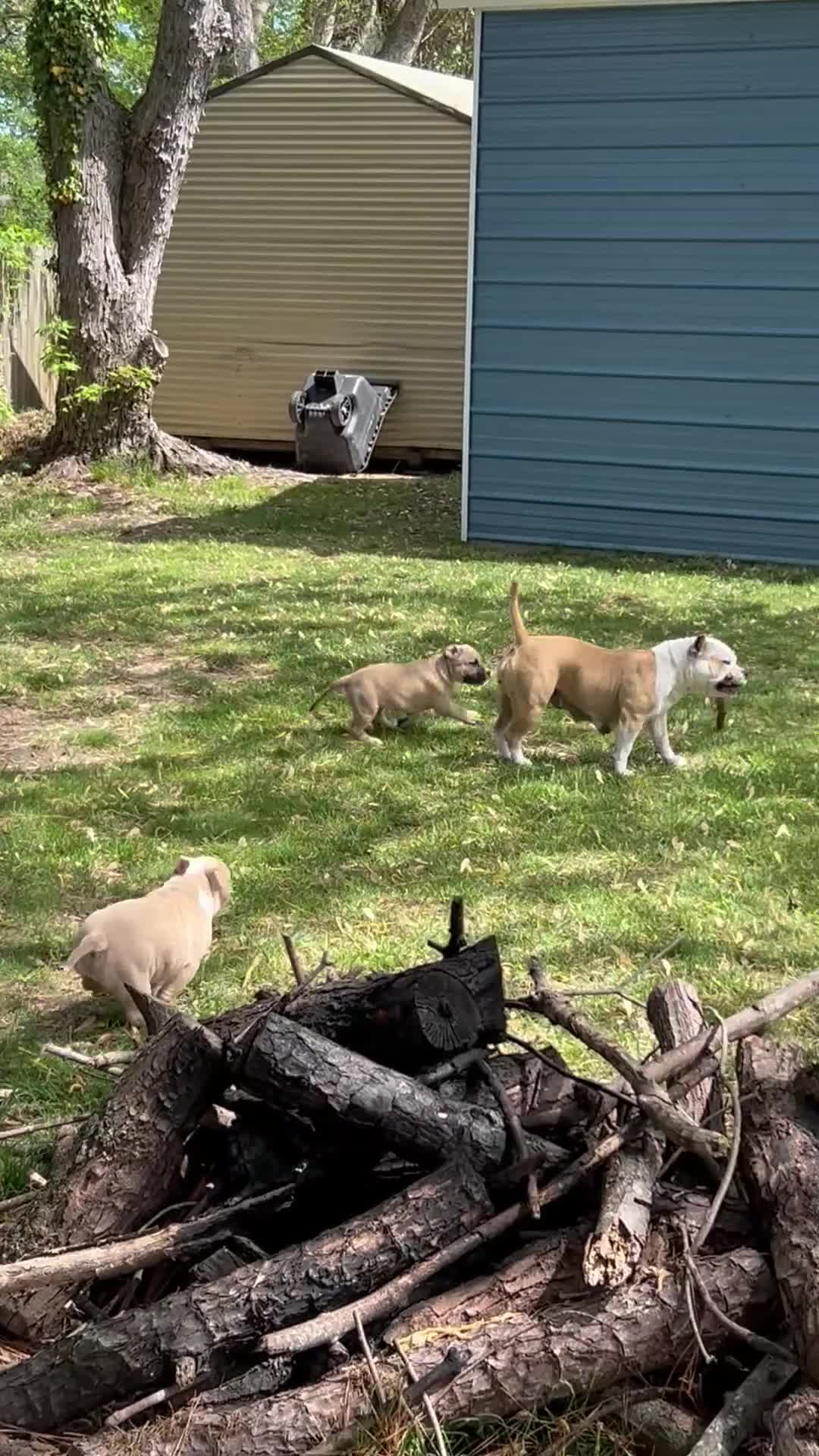 American Bully dogs for sale: Negan - Video 1