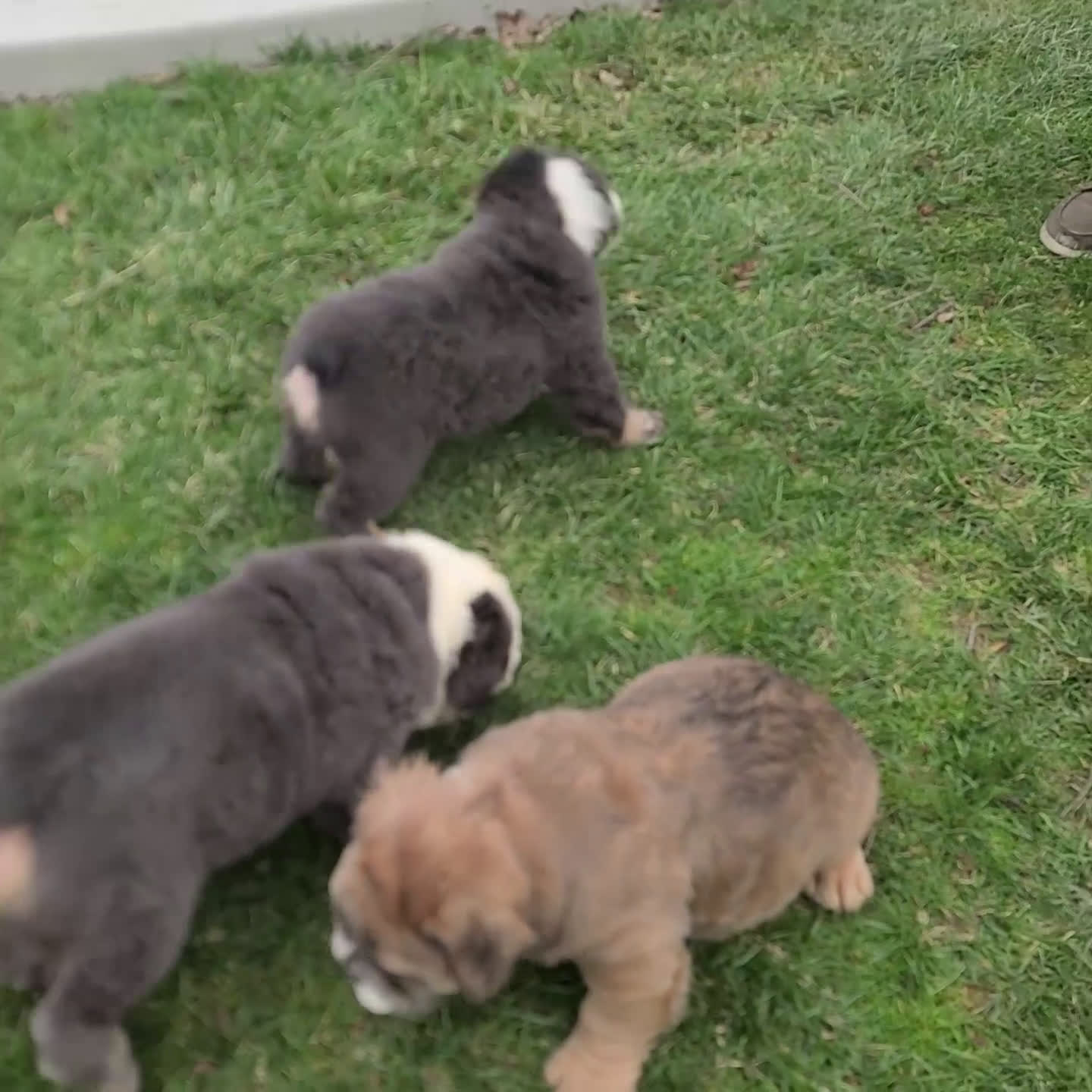 English Bulldog dogs for sale: Finnley - Video 2
