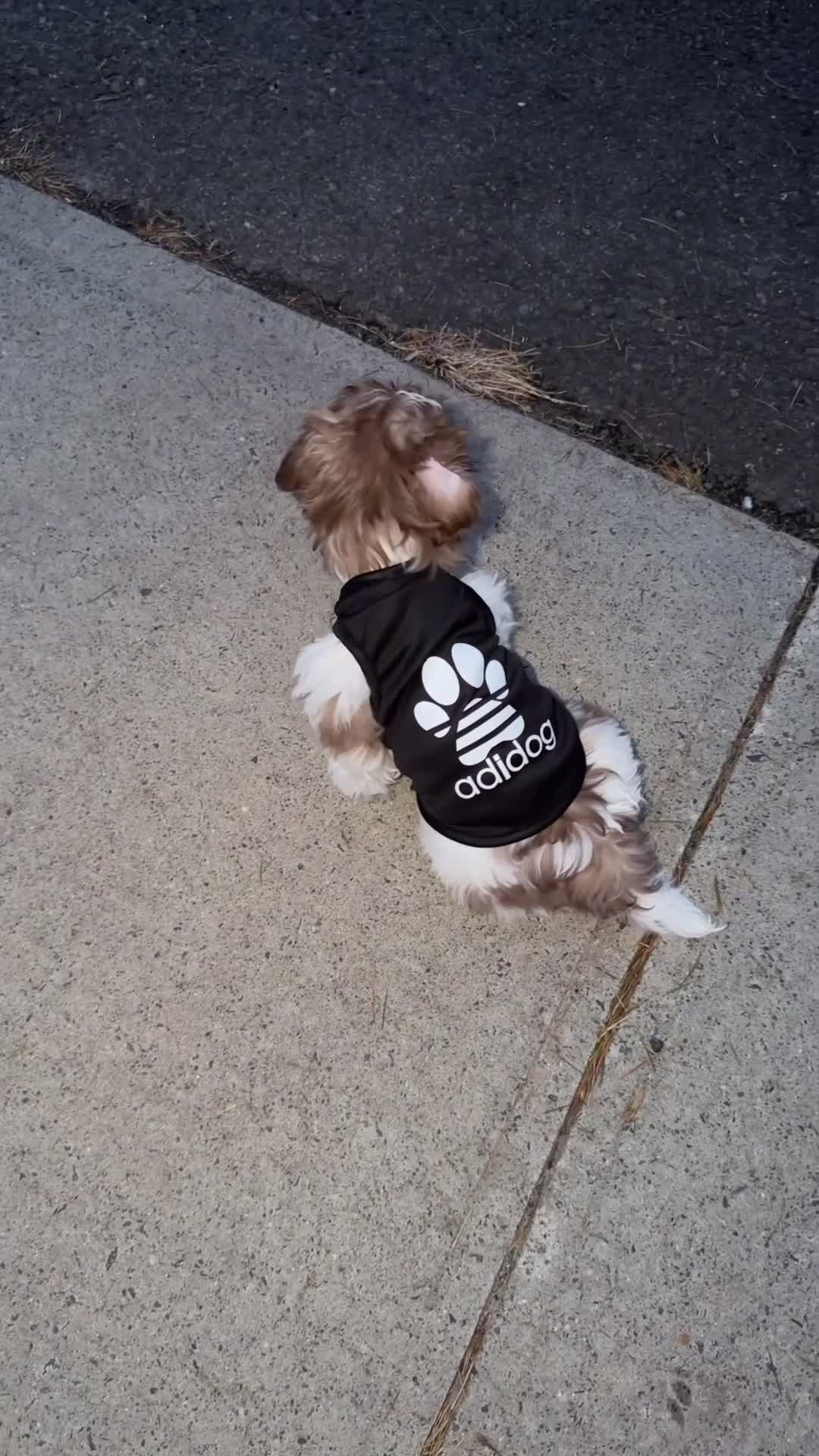 Shih Tzu dogs for sale: Ivory - Video 1
