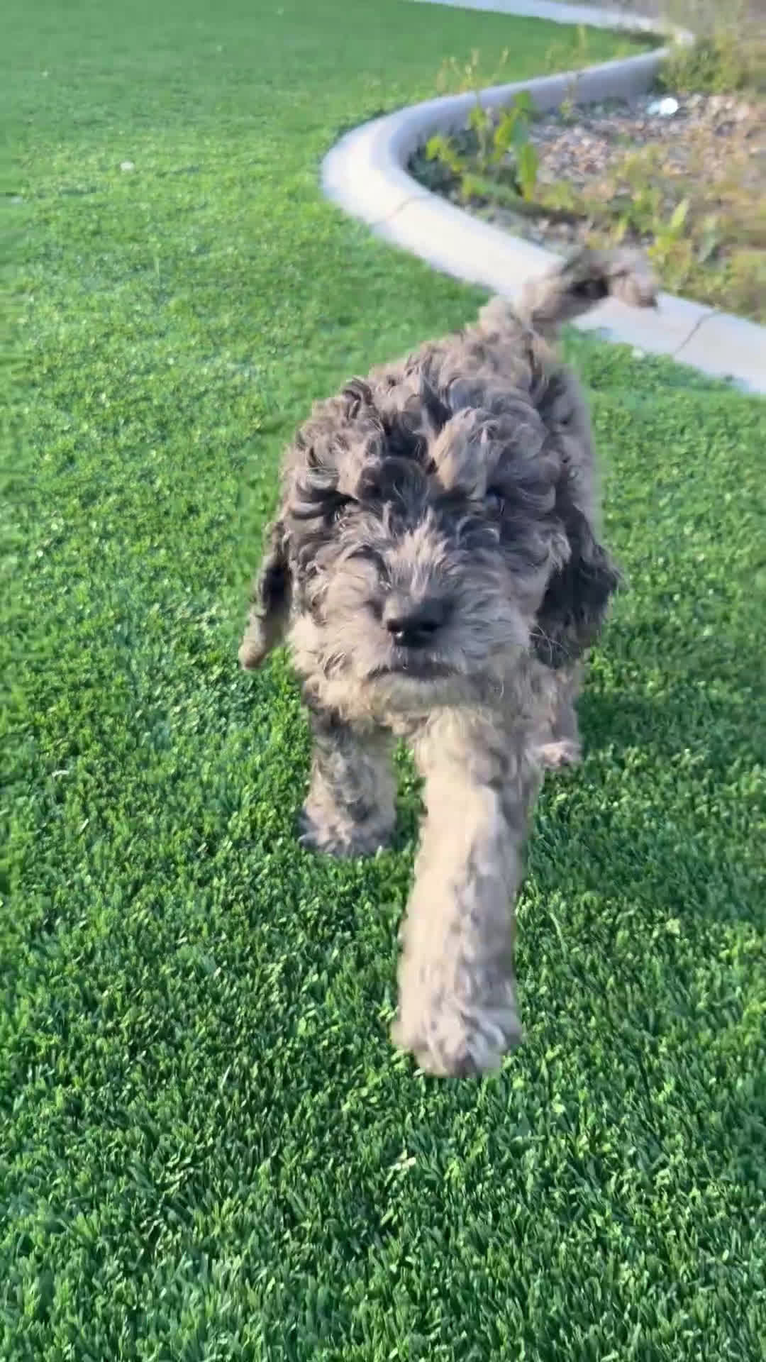 Goldendoodle dogs for sale: Goldendoodle Puppy 4 - Video 1