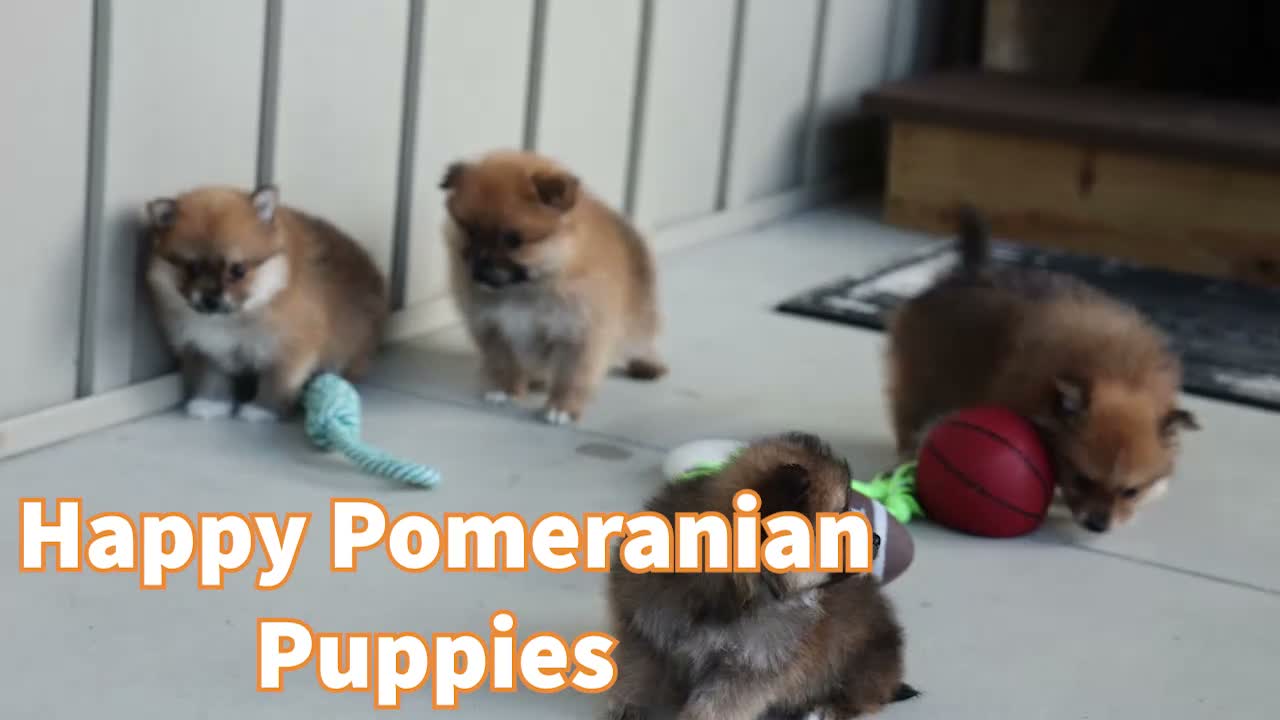 Pomeranian dogs for sale: Flynn  - Video 1