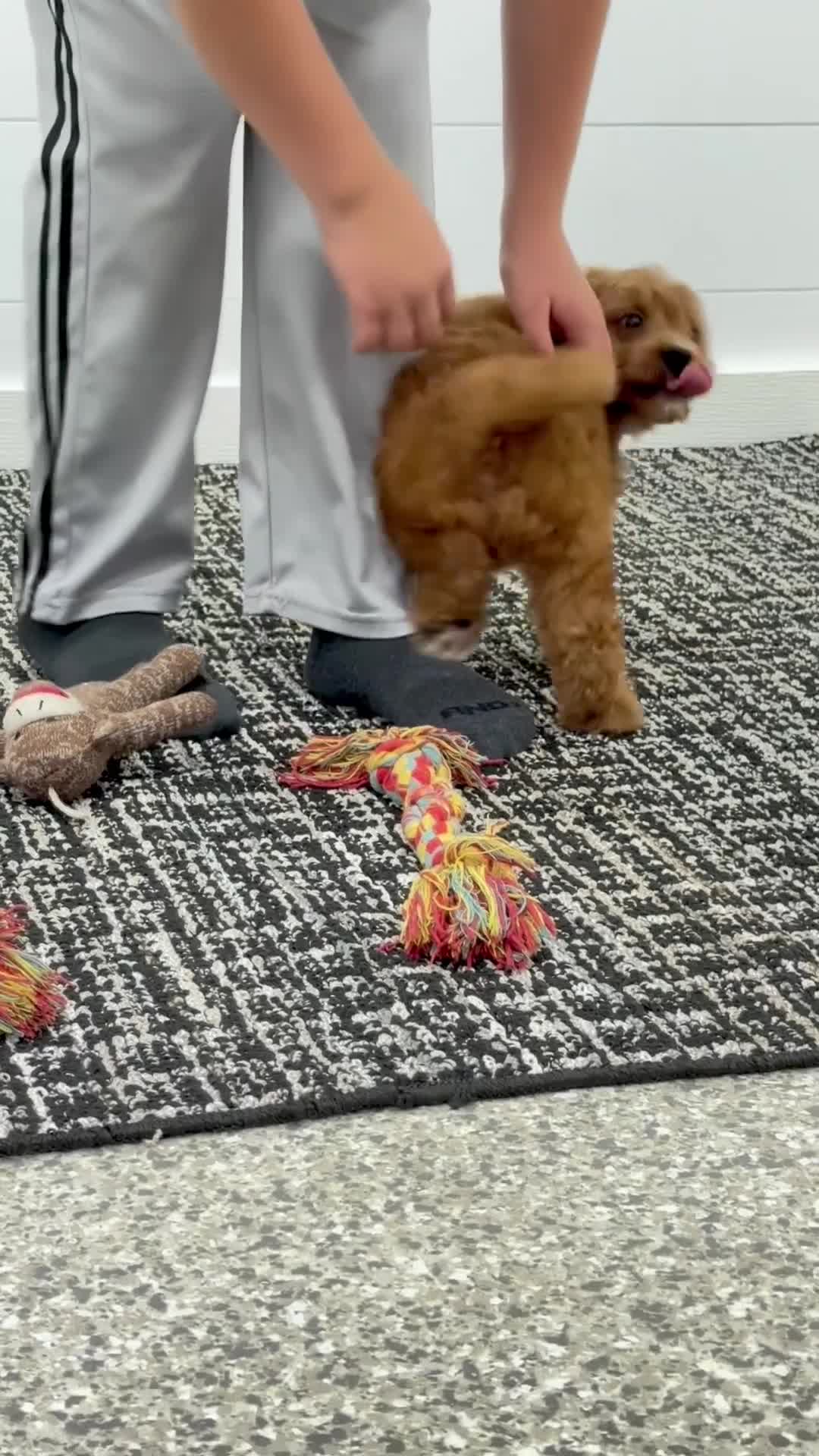 Mini Goldendoodle dogs for sale: Duke ❤️😘 - Video 3
