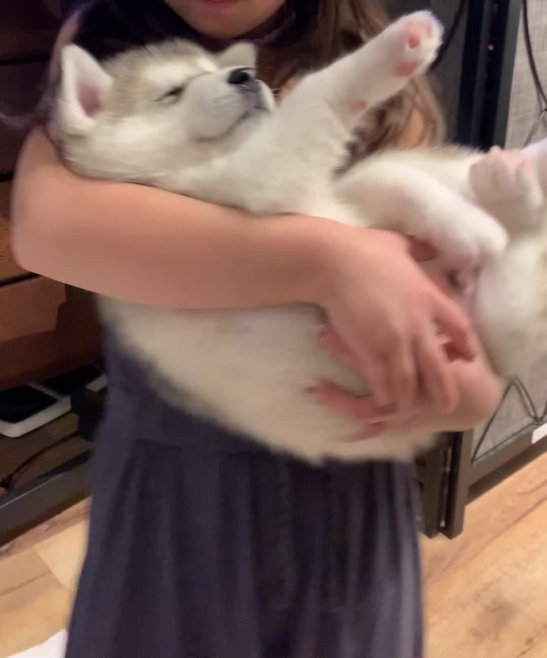 Alaskan Malamute dogs for sale: Nanook—Reserved - Video 1
