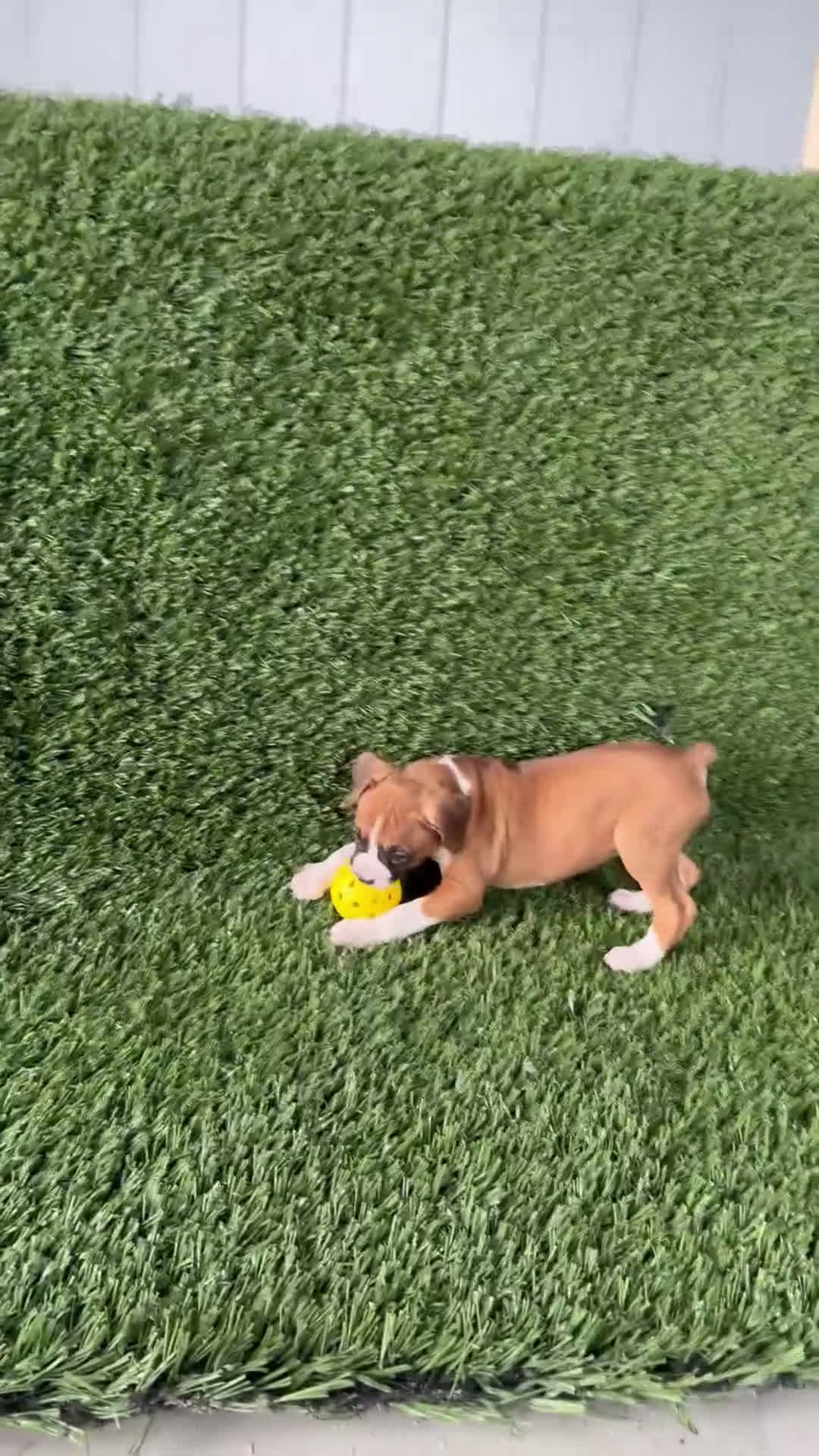 Boxer dogs for sale: Piper - Video 1
