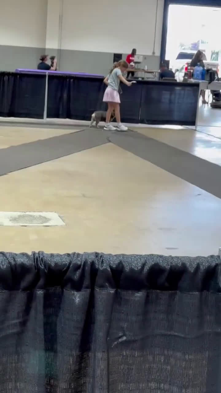 French Bulldog dogs for stud: Mr. Steal Yo Girl “Tinder” Blue  - Video 1