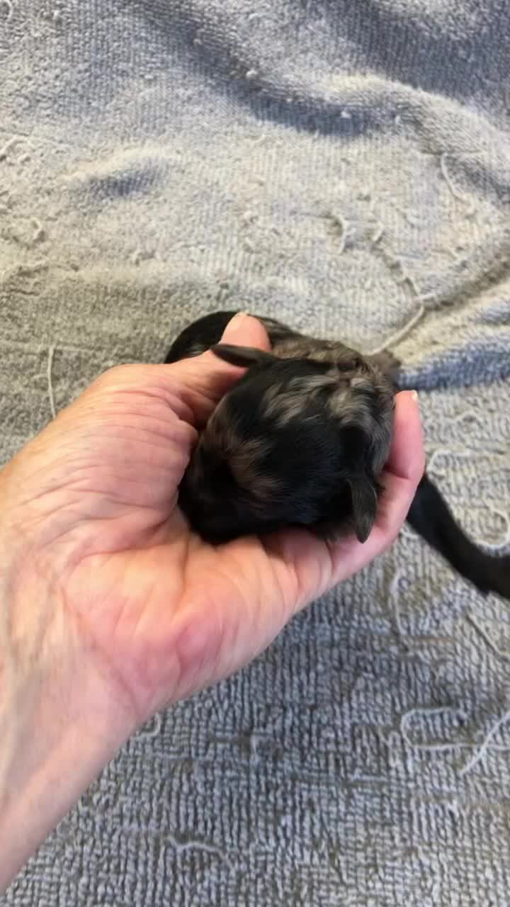 Toy Poodle dogs for sale: Mirlo - Video 1