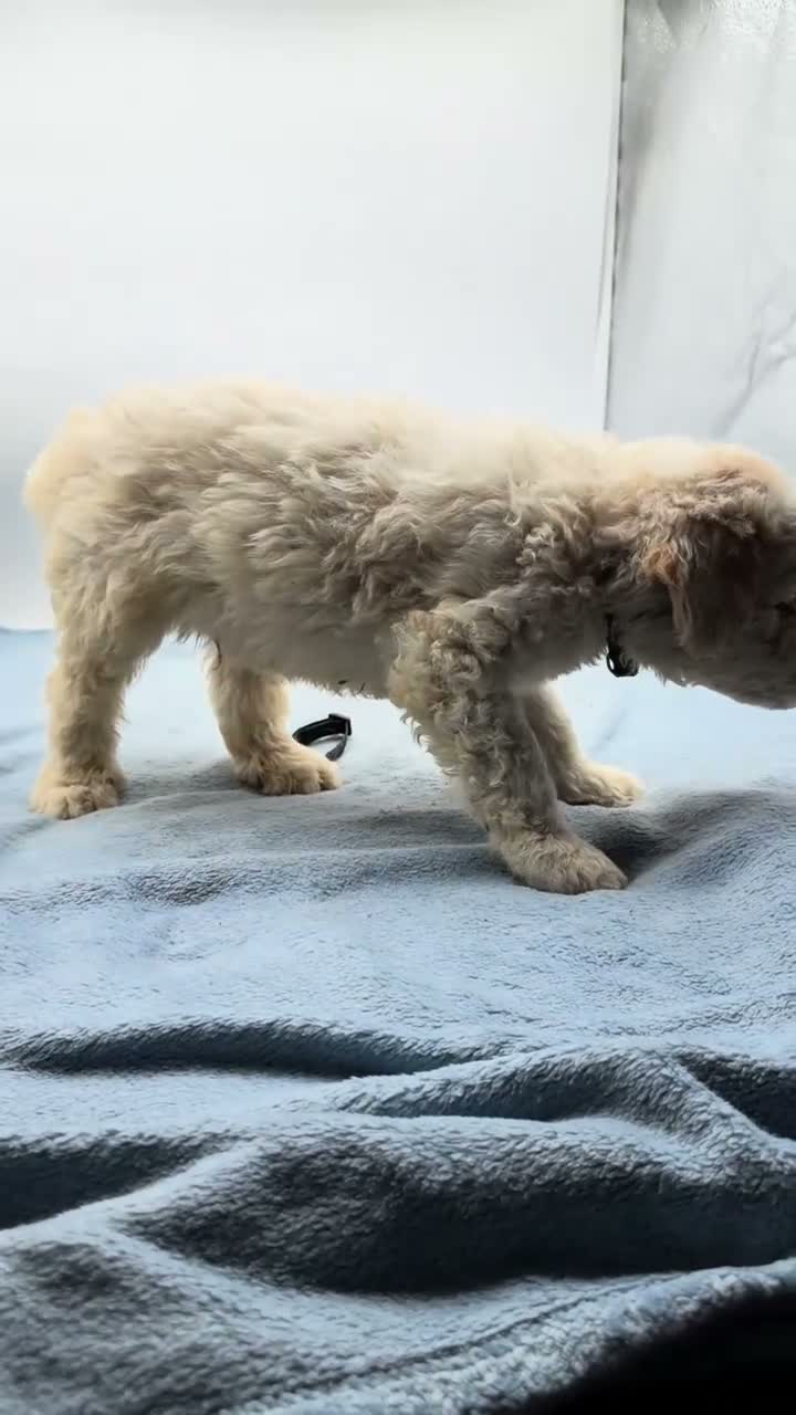Mixed Breed dogs for sale: Buddy - Black Collar Pyredoodle - Video 1
