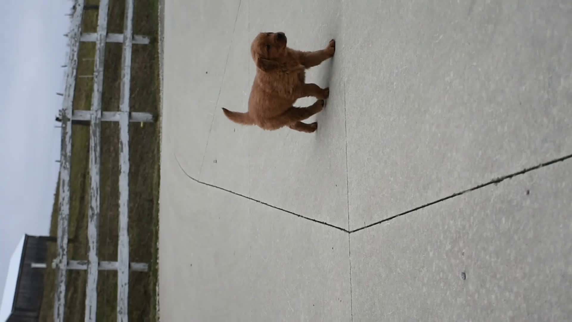 Golden Retriever dogs for sale: Finn    Genetic/OFA - Video 1