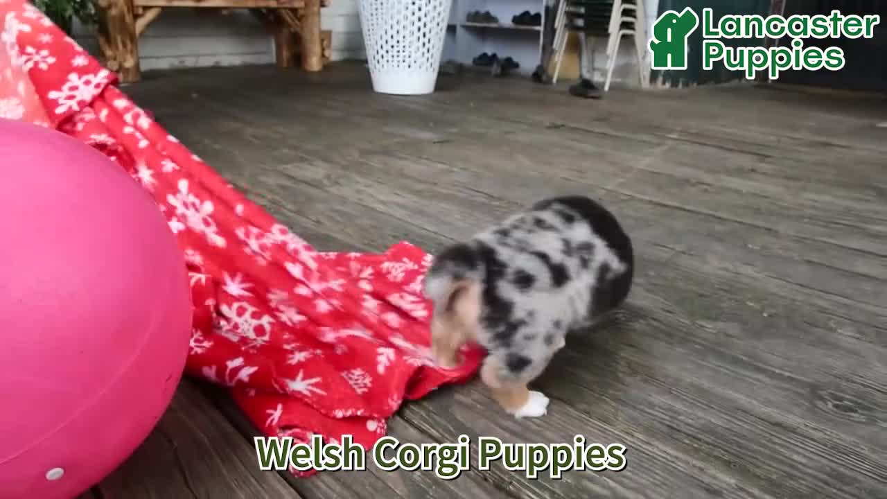 Welsh Corgi Pembroke dogs for sale: Dexter - Video 1