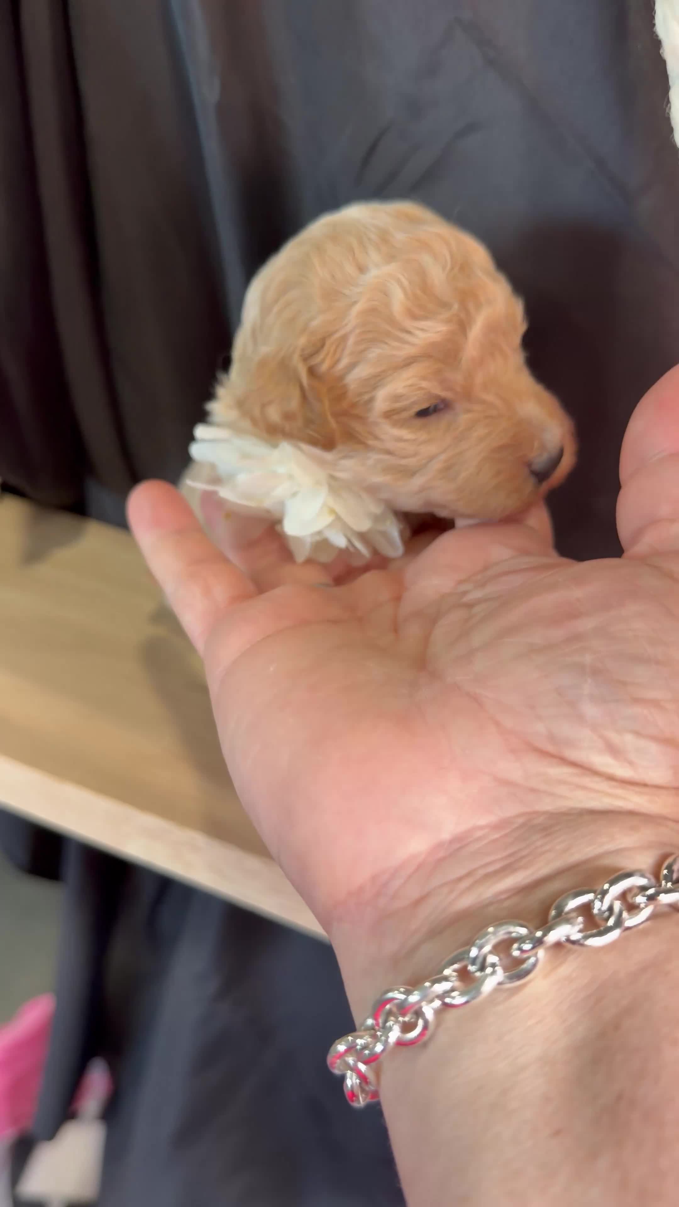 Miniature Poodle dogs for sale: King - Video 1