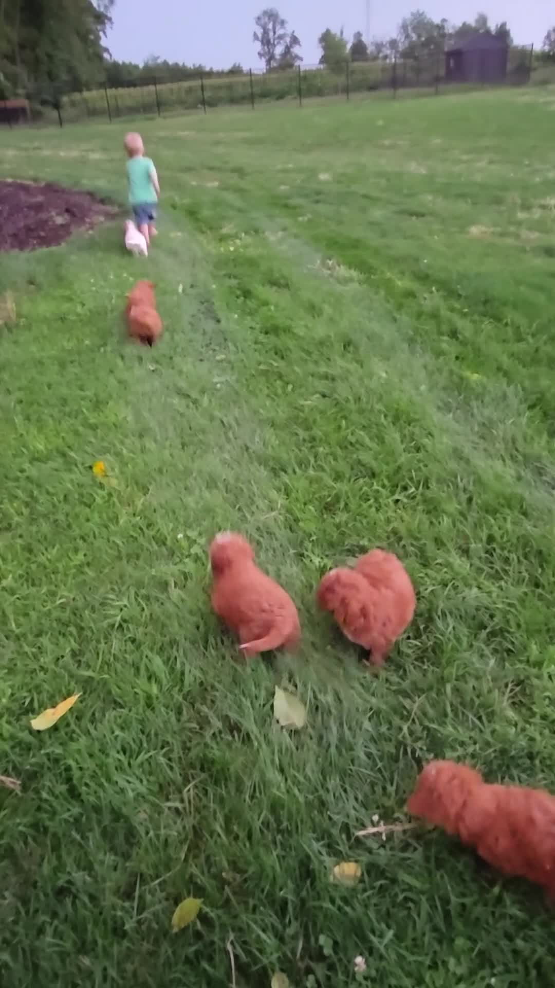 Mini Goldendoodle dogs for sale: Ginger  - Video 2