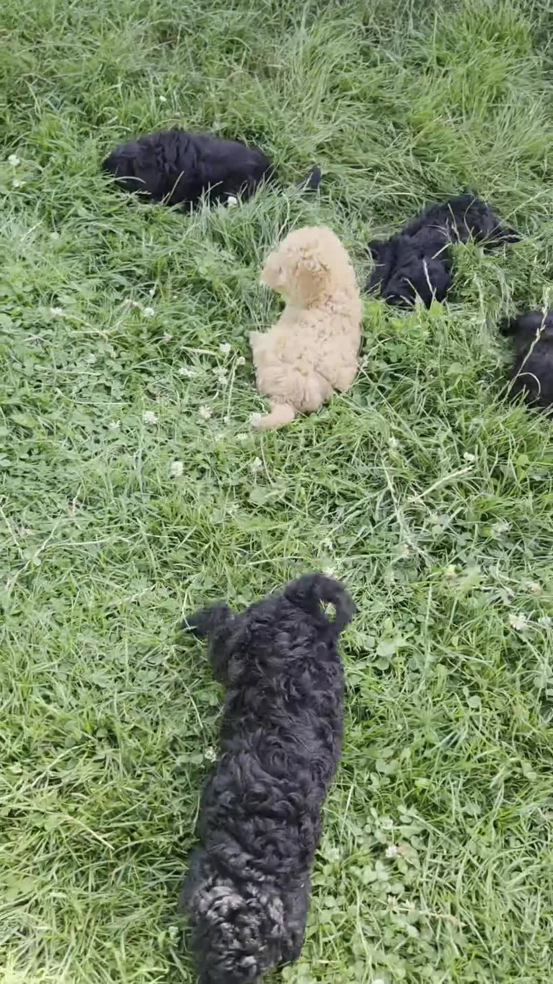 Cavapoo dogs for sale: Oreo - Video 1
