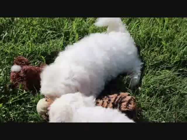 Maltese dogs for sale: Ginger - Video 1