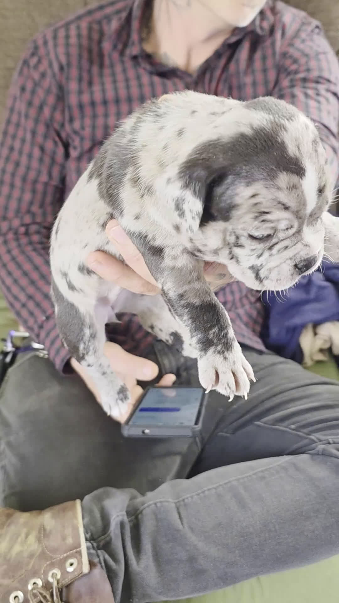 American Bully dogs for sale: Eclipse - Video 1