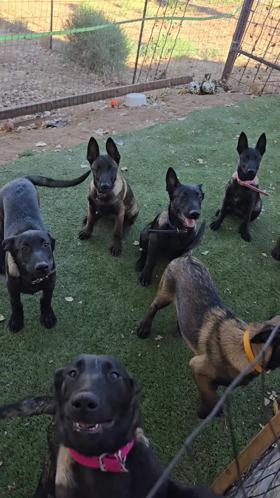 Belgian Malinois dogs for sale: Blue Collar Boy  - Video 3