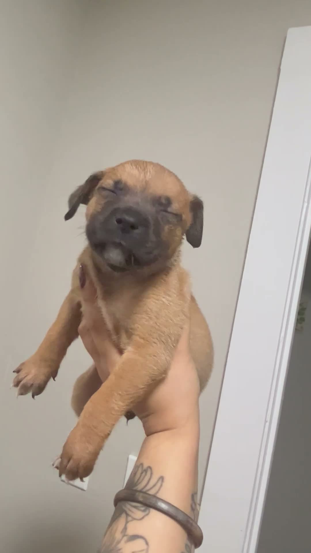 Mixed Breed dogs for sale: Girl 2 - Video 1