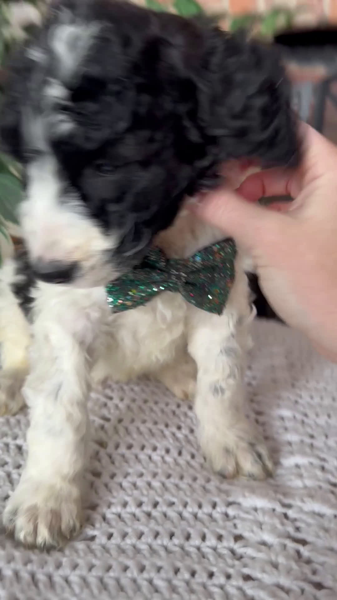 Saint Berdoodles dogs for sale: Blair - Video 6