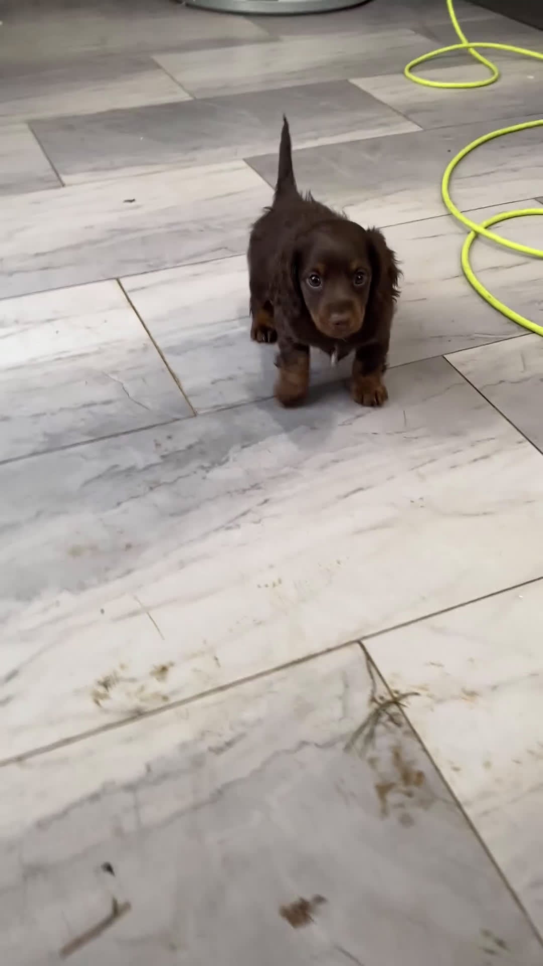 Miniature Dachshund dogs for sale: Rosie - Video 3