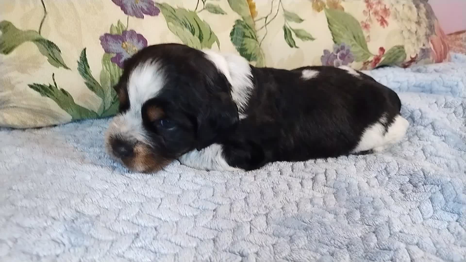 English Springer Spaniel dogs for sale: Jo - Video 1